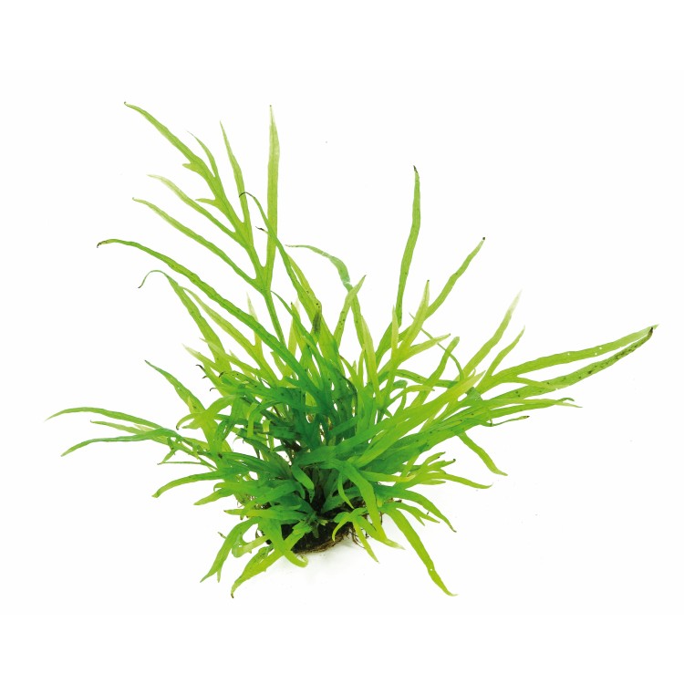 Dennerle Microsorum pteropus Trident - imagine 7